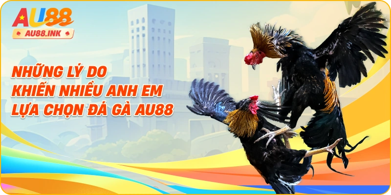 Những lý do khiến nhiều anh em lựa chọn đá gà AU88